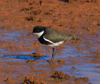 Putta Bucca Wetlands